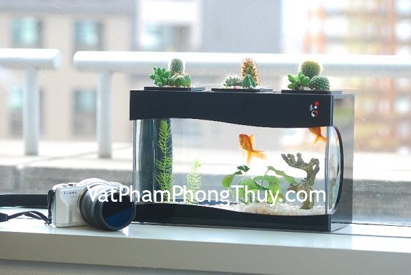 Gia chủ ngày càng giàu có nhờ nuôi cá cảnh hợp mệnh