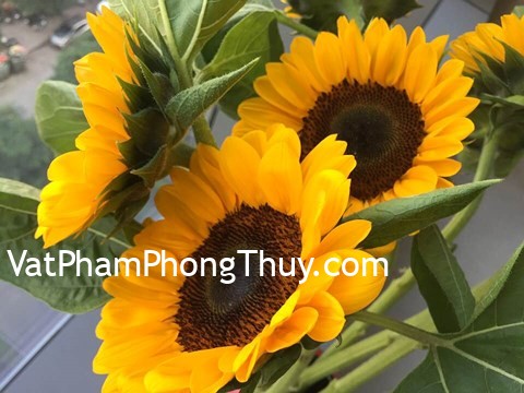 Những lầm tưởng về hoa hướng dương chưa được khai sáng