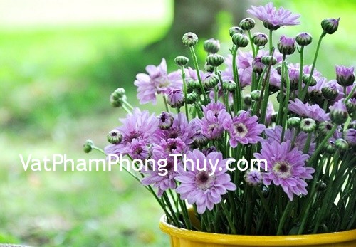Tiết lộ lý do hoa cúc luôn được lựa chọn trong việc cúng bái