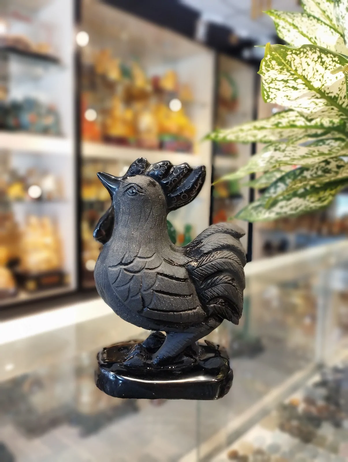 Gà trống đá hắc ngà GM136