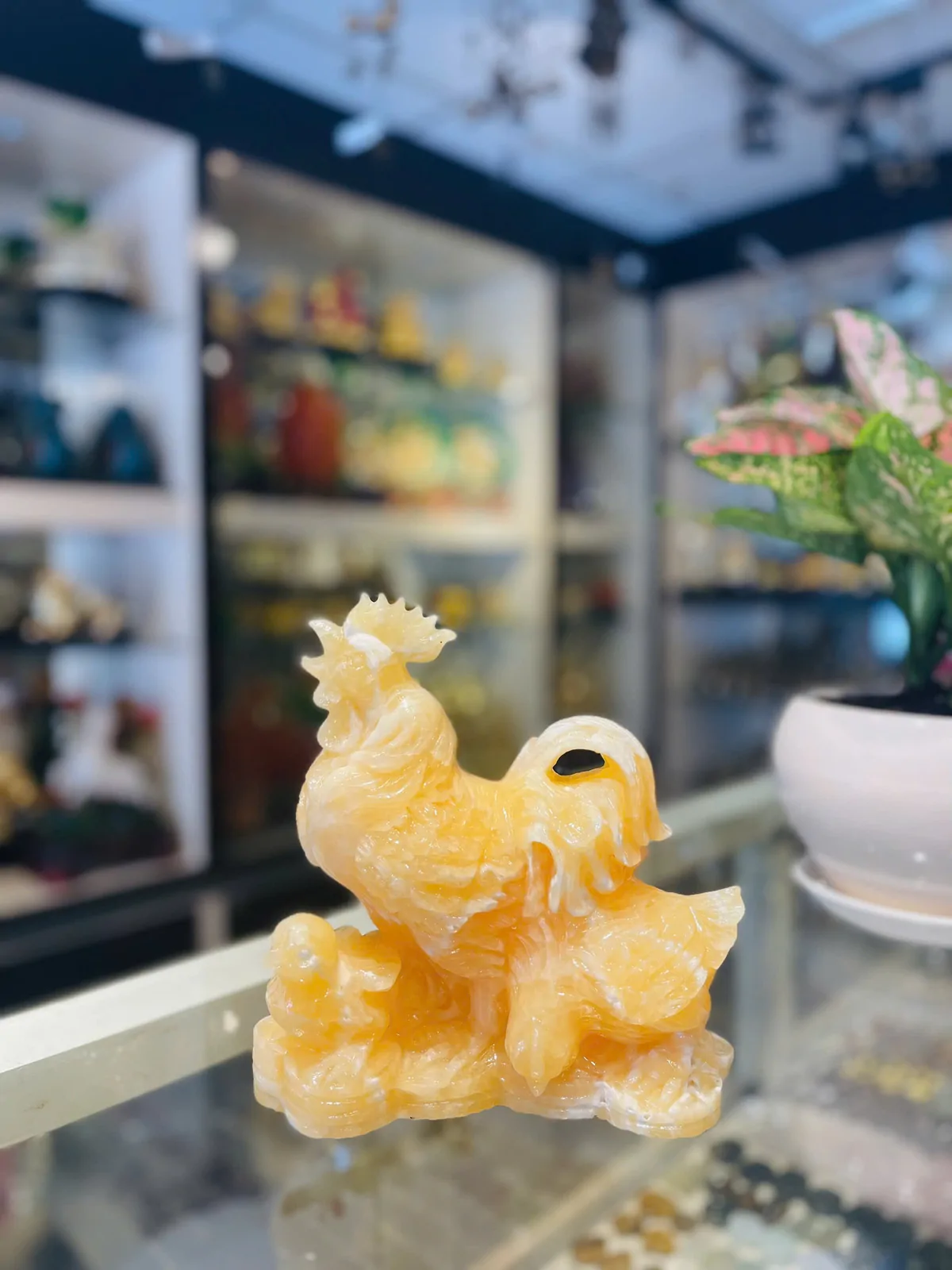 Gia đình gà cẩm thạch vàng Aghanistan GM153