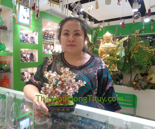 Chị Thanh - khách hàng mua cây tài lộc FHCA259