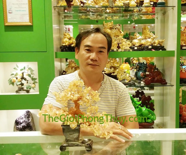 Anh Trung - Khách mua Cây tài lộc thạch anh vàng chậu cao chữ nhật FKC019