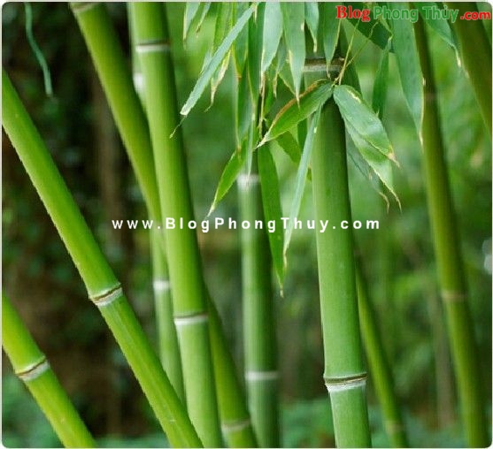 Cây tre và tài lộc trường kỳ