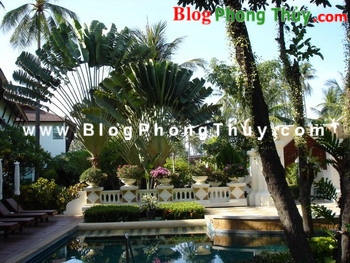 Cây xanh và Phong thủy