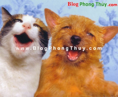 Các con vật nuôi trong nhà