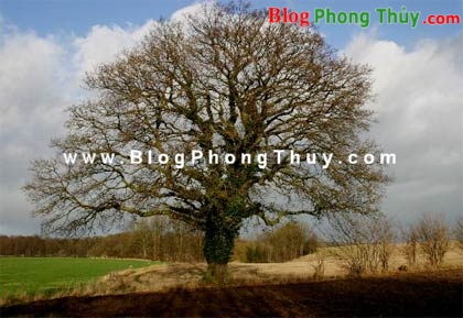 Khoa Phong Thủy trong thế giới hiện đại