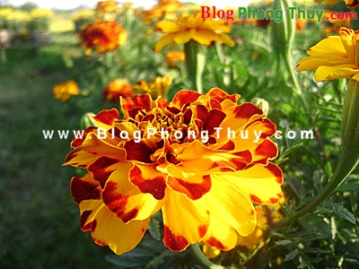 Chậu hoa và các vật trang trí