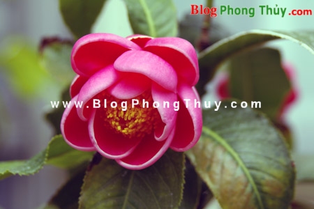 Thảo mộc và thực vật