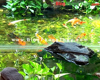 Ứng dụng nguyên lý Phong Thủy vào khu vườn