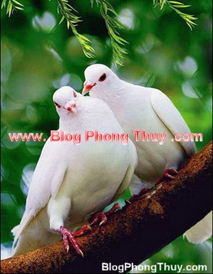 Phong thuỷ dành cho người độc thân