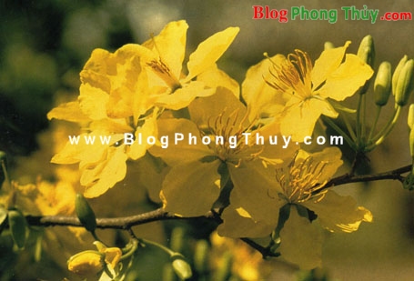 Dọn nhà đón Tết theo phong thuỷ