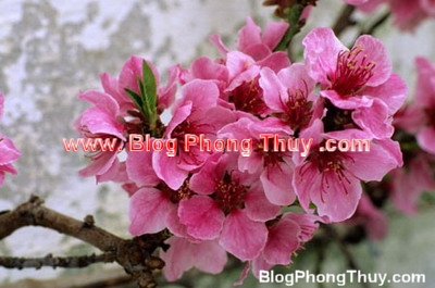 Chuyện ngày Tết
