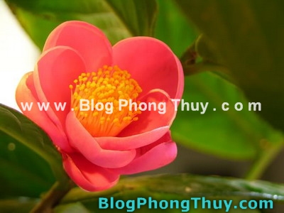 Chọn cây trồng hợp với hướng sân