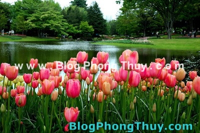 Ngày Xuân nói chuyện Phong thủy