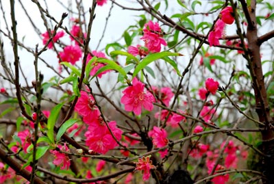 Các loại cây mang lại may mắn cho gia đình