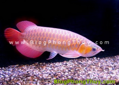 Cá kim long phong thủy và cách bày trí