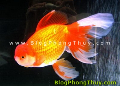Chơi cá cảnh, cách chọn cá và đặt hồ cá theo Phong Thủy
