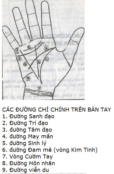 Xem tướng tay: Các đường chỉ tay