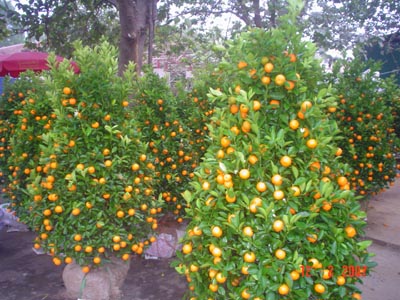 cay-quat.jpg