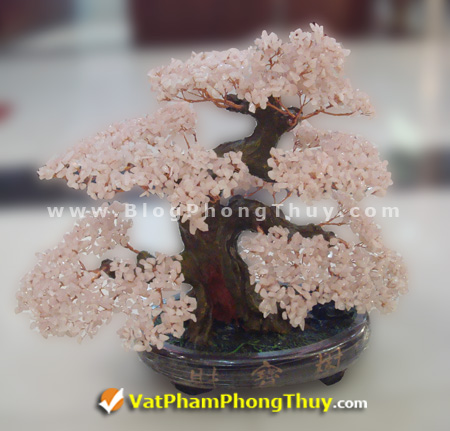 Cây Tài Lộc - Cây Đá Quý - Cây Đá Phong Thủy