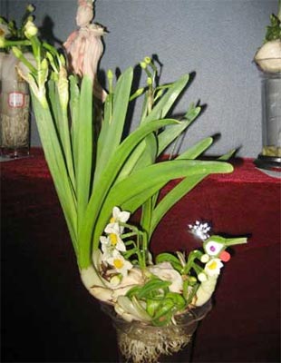 hoattien.jpg