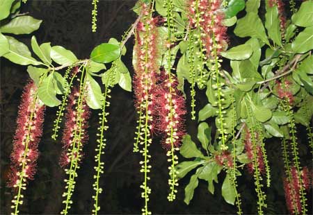 Cây may mắn trong Phong Thủy: Cây Lộc vừng