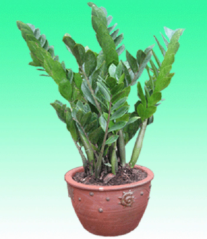 Cây may mắn trong Phong Thủy: Cây Kim tiền