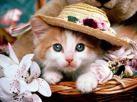 Số đào hoa và tình duyên của người tuổi Mão
