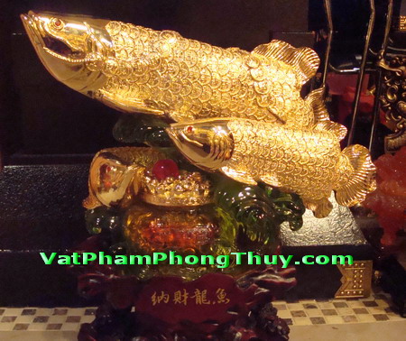 ca kim long ca rong vang Chọn hình dáng bể cá hợp phong thủy để thu hút tài lộc cho bạn