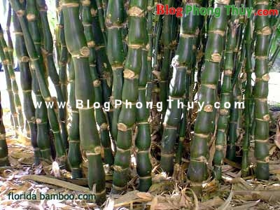 Trồng cây may mắn