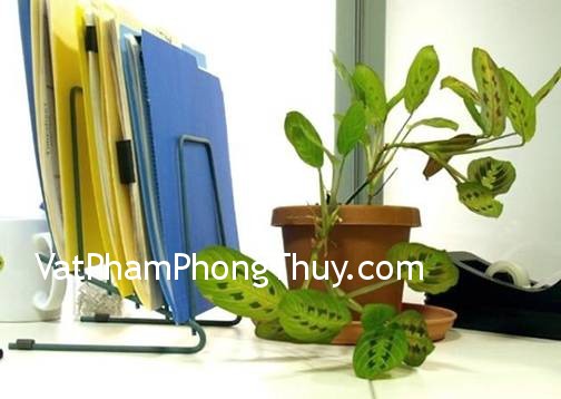 Những cây xanh phù hợp đặt trên bàn làm việc