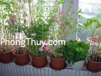 Chọn cây xanh theo ngũ hành