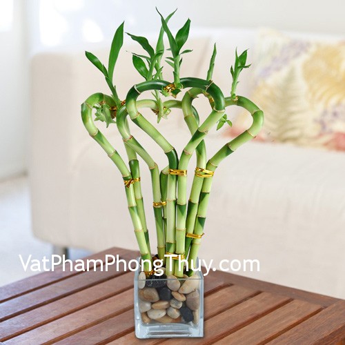 Bài trí cây phất dụ mang lại may mắn và hạnh phúc