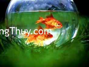 Cách chọn hình dáng bể cá phù hợp phong thủy