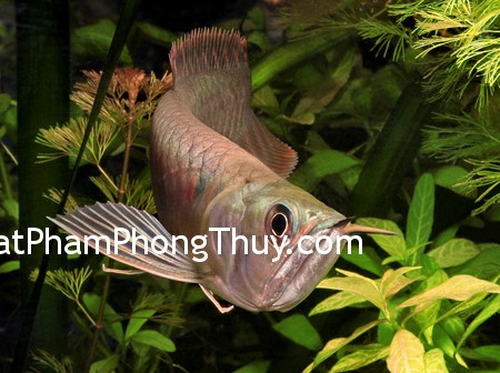 Chơi cá cảnh cũng cần theo phong thủy