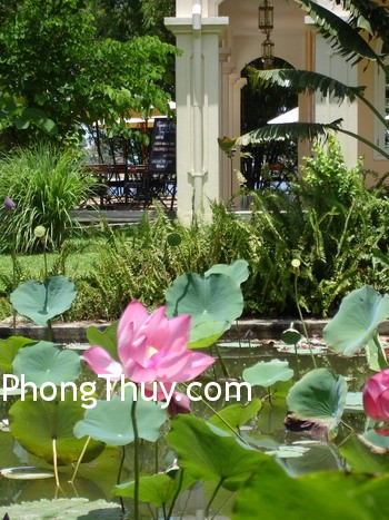 Bố trí cây và nước hợp phong thủy