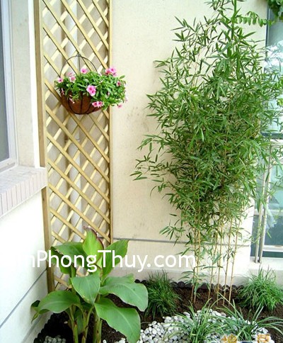 Chọn lựa cây trồng mang lại sức khỏe, tiền tài, công danh