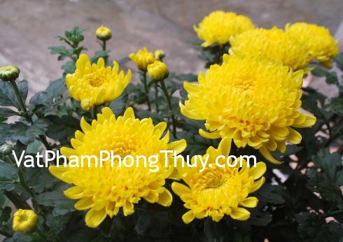 Những loại cây phong thủy hút may mắn, tài lộc cho nhà ở