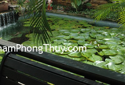 Nguyên tắc phong thủy cho hồ cá trước nhà