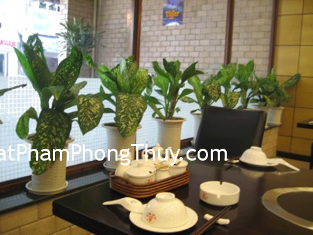 Phong thủy cho cây và nước