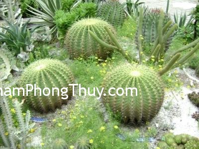 Trồng hoa ở ban công giúp hóa giải phong thủy xấu cho nhà ở
