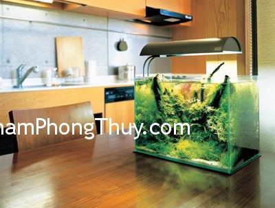 Những cái "không" đối với bể cá cảnh trong nhà