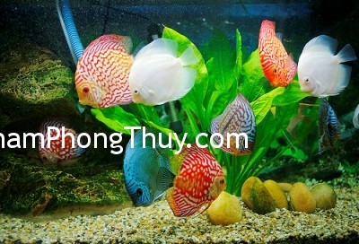Ý nghĩa của số lượng cá nuôi trong phong thủy