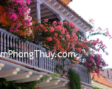 Những loại cây cảnh trồng ở ban công có tác dụng hóa giải