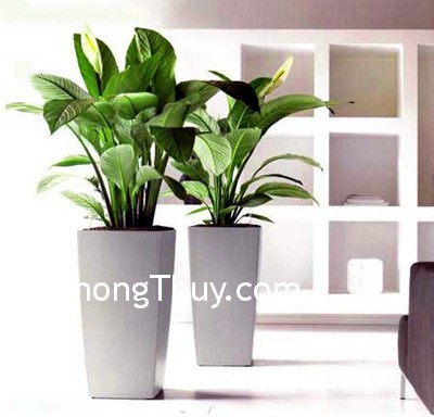 Những điều cần chú ý khi đặt cây xanh trong phòng?