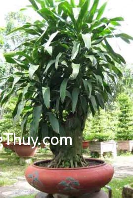 Cách trồng cây phát tài để được may mắn