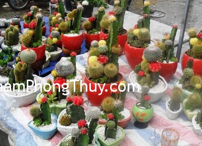 Không nên đặt xương rồng trong nhà hoặc trong văn phòng