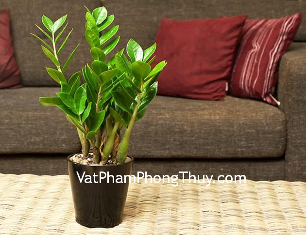 Cây kim tiền mang lại may mắn, tài lộc