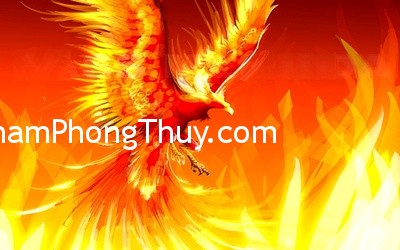 Đàn ông độc thân nên trưng bày chim phượng hoàng trong phòng khách